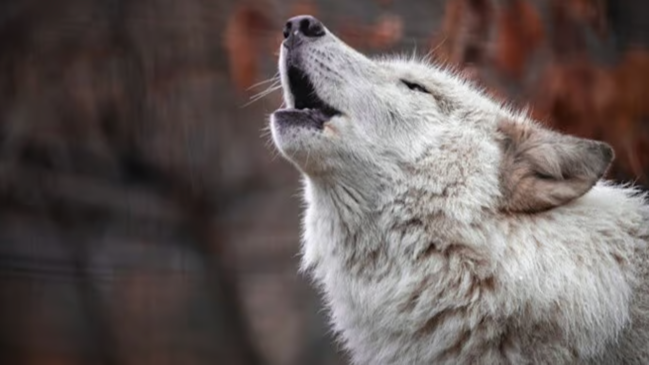 IA Se Junta à Alcateia: Conservação de Lobos em Yellowstone Recebe um Impulso de Alta Tecnologia